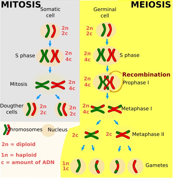  Meiosis-Mitosis