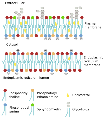 Membrane asymmetry