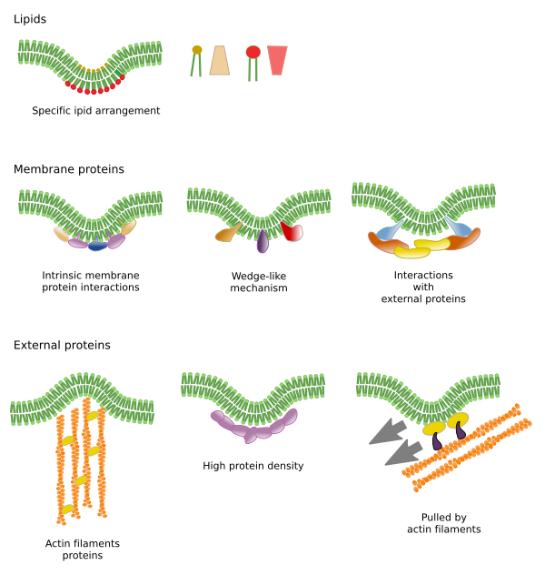 Membrane bending mechanisms