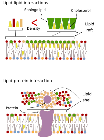 Lipid rafts / lipid shells