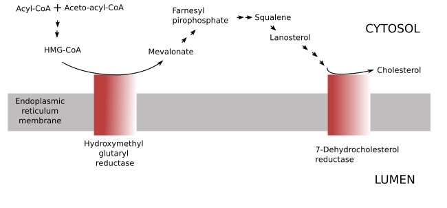 Cholesterol synthesis