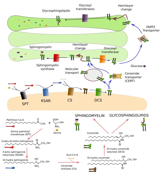 Sphingolipid synthesis