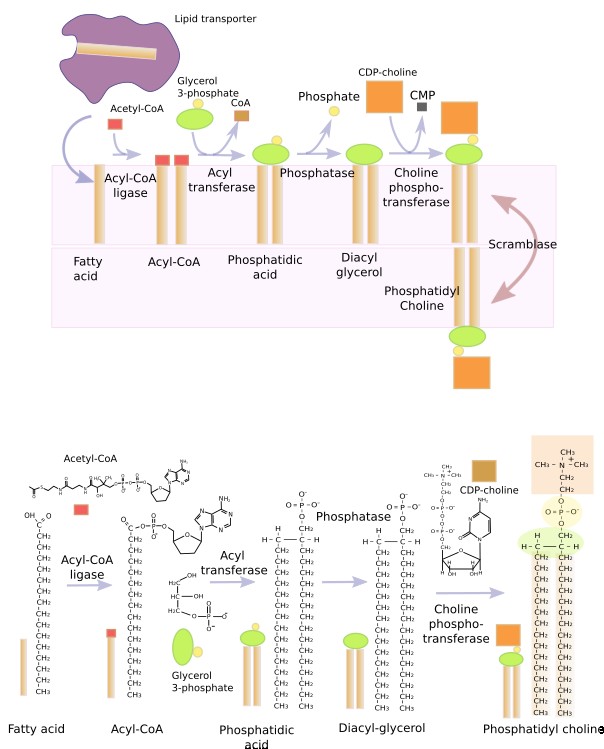 Synthesis of phosphatidyl choline