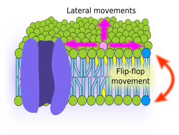 Lipid movements