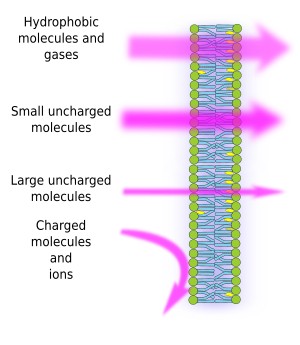 Permeability