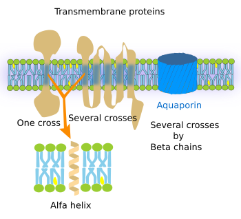 Transmembrane proteins