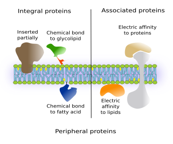 Peripheral proteins