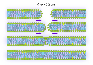 Membranes repairing