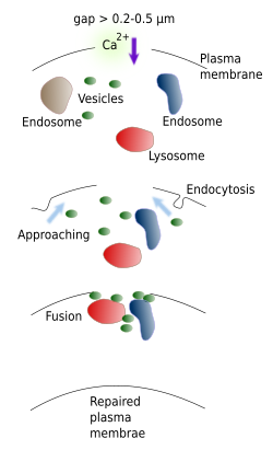 Membrane repair