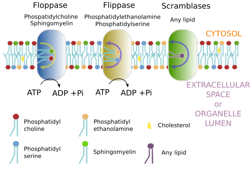 Exchanging proteins