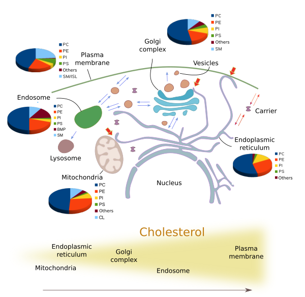 Lipid distribution in cell membranes