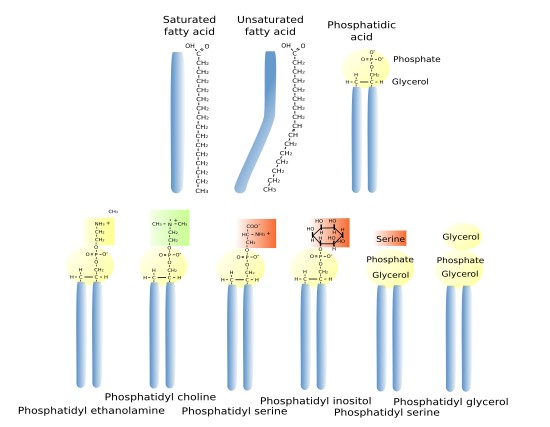 Glycerophospholipids