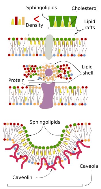 Lateral domains