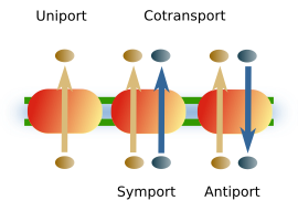 Transporters