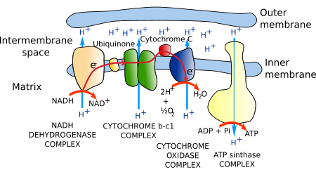  Synthesis of ATP