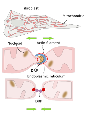  Mitochondria