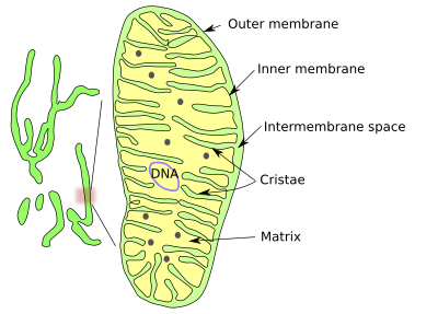  Mitochondria