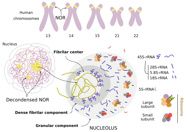 Nucleolus