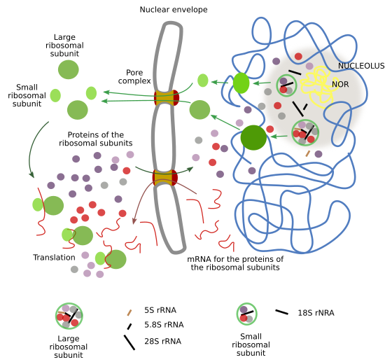 Nucleolus