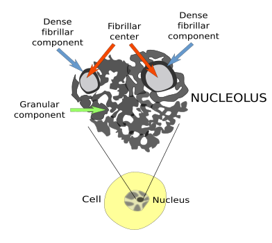 Nucleolus