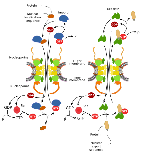 Importins-exportins