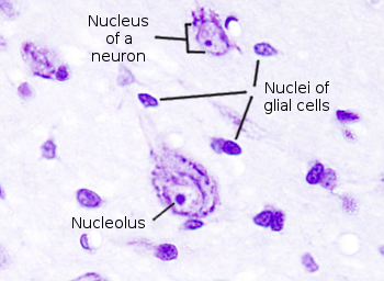 Nucleus