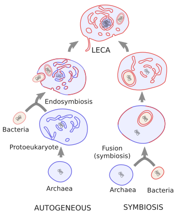 Origin of eukaryotes