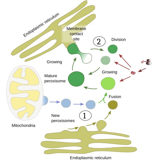 Peroxisomes biogenesis