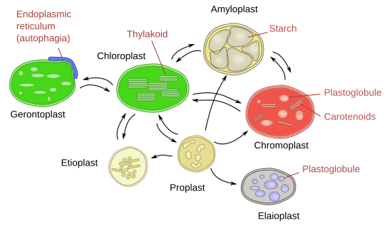  Plastids