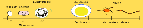 Some cell sizes