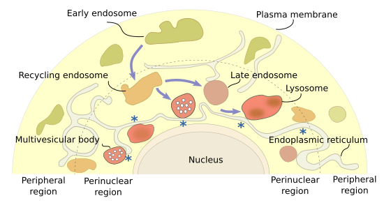 Endosomal distribution