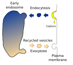 Early endosomes