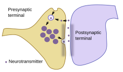 Synapsis