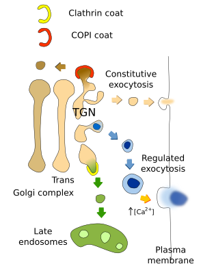 Exocytosis