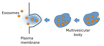 Exosomes