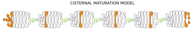 Cisternal maturation model