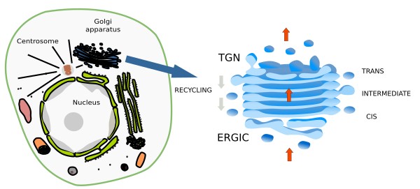  Golgi apparatus