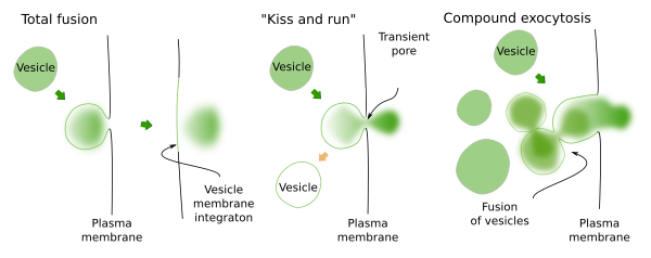 Kiss and run, and compund exocytosis