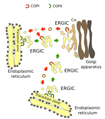 From the ER to the Golgi apparatus