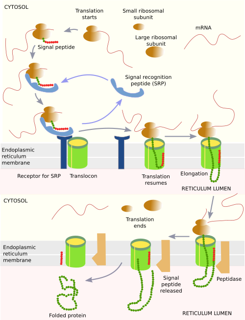 Protein synthesis in the endoplasmic reticulum