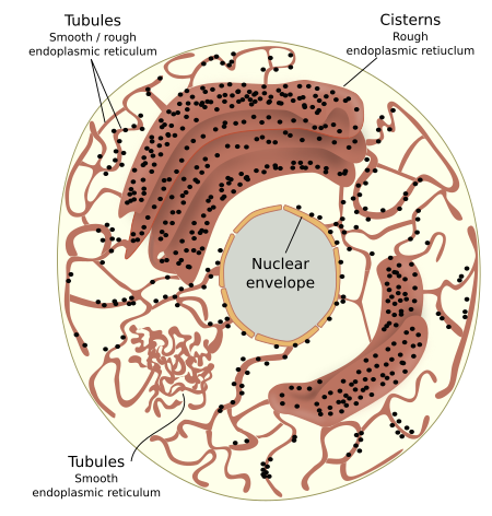 Endoplasmic reticulum 