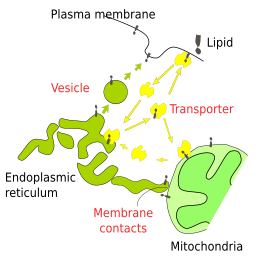 Lipid transport