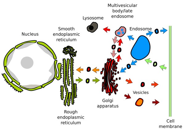 Vesicular traffic