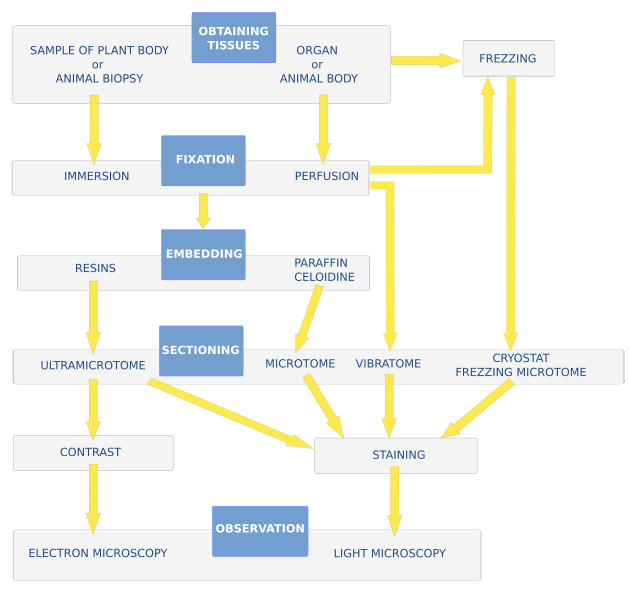 Histological processing