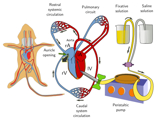 Perfusion