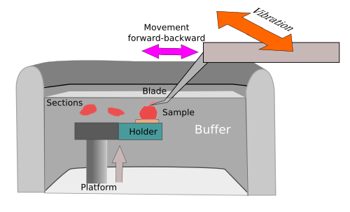 Vibratome