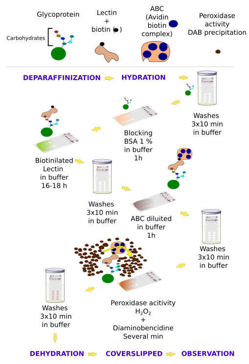 Lectin protocol