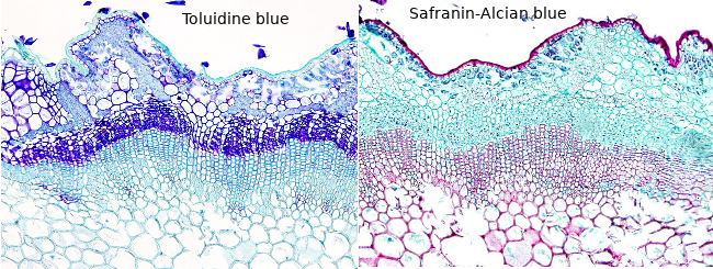 Safranin - Blue alcian