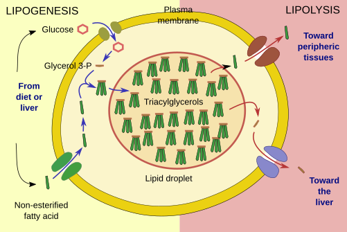 Lipogenesis