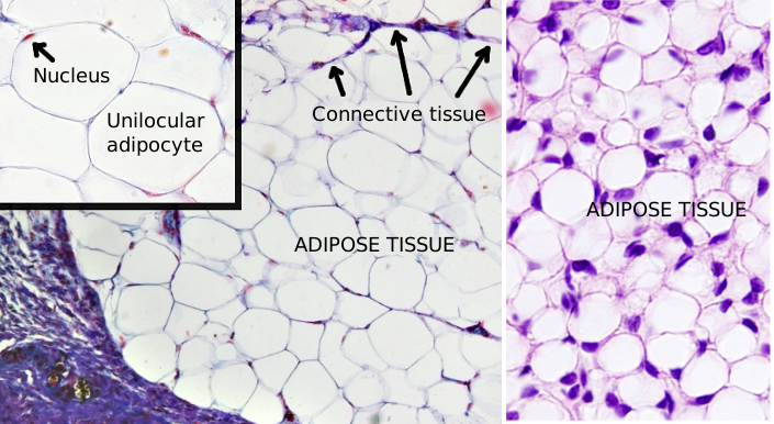 Adipocytes